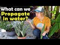 Propagating &amp; Overwintering in My Carolina Garden