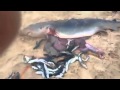 Idiots kill PREGNANT SHARK and 100 baby sharks come out alive as they cut open the mother shark Idiots kill PREGNANT SHARK and 100 baby sharks come out alive as they cut open the mother shark