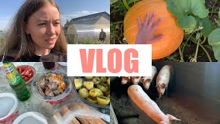 VLOG // Уехали в Краснозерское // Исчезнувшая деревня // Моемся в сибирской бане // Домашний скот