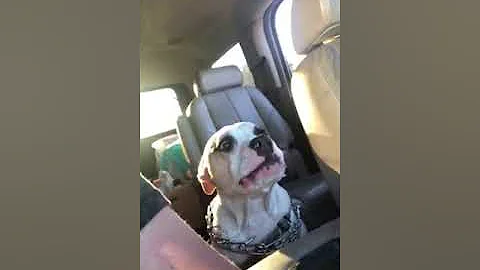 Howling dog to music