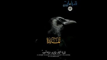يقرأ خاشعا ♥️ تلاوة🎙️رائعة للشيخ المنشاوي رحمه الله " فبعث اللَّهُ غُرَابًا يبحث فِي الْأَرْضِ " ..