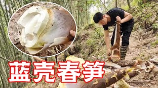 Dig the best blue shell bamboo shoots! It's best to make dried bamboo shoots