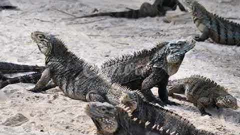 My intro and outro +a lizard video!!!