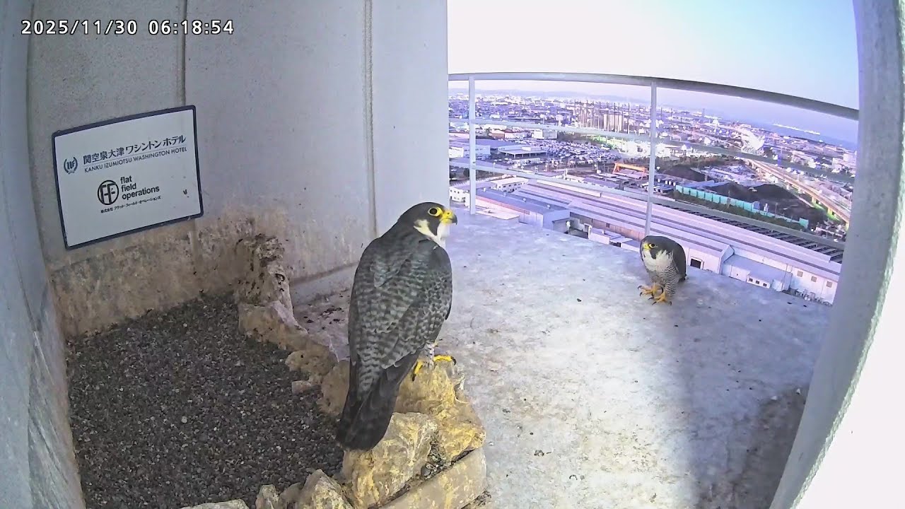 2025-11-30 (6:17) Conversation before sunrise/ 日の出前のおしゃべり