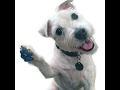 PawFriction, Giving new life to old paws. PawFriction, Giving new life to old paws.
