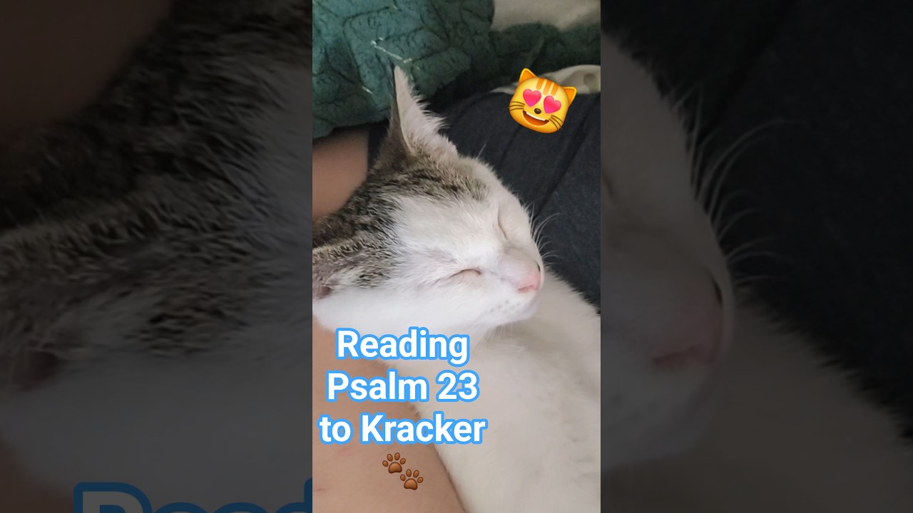 Reading The Bible to My Kitten 