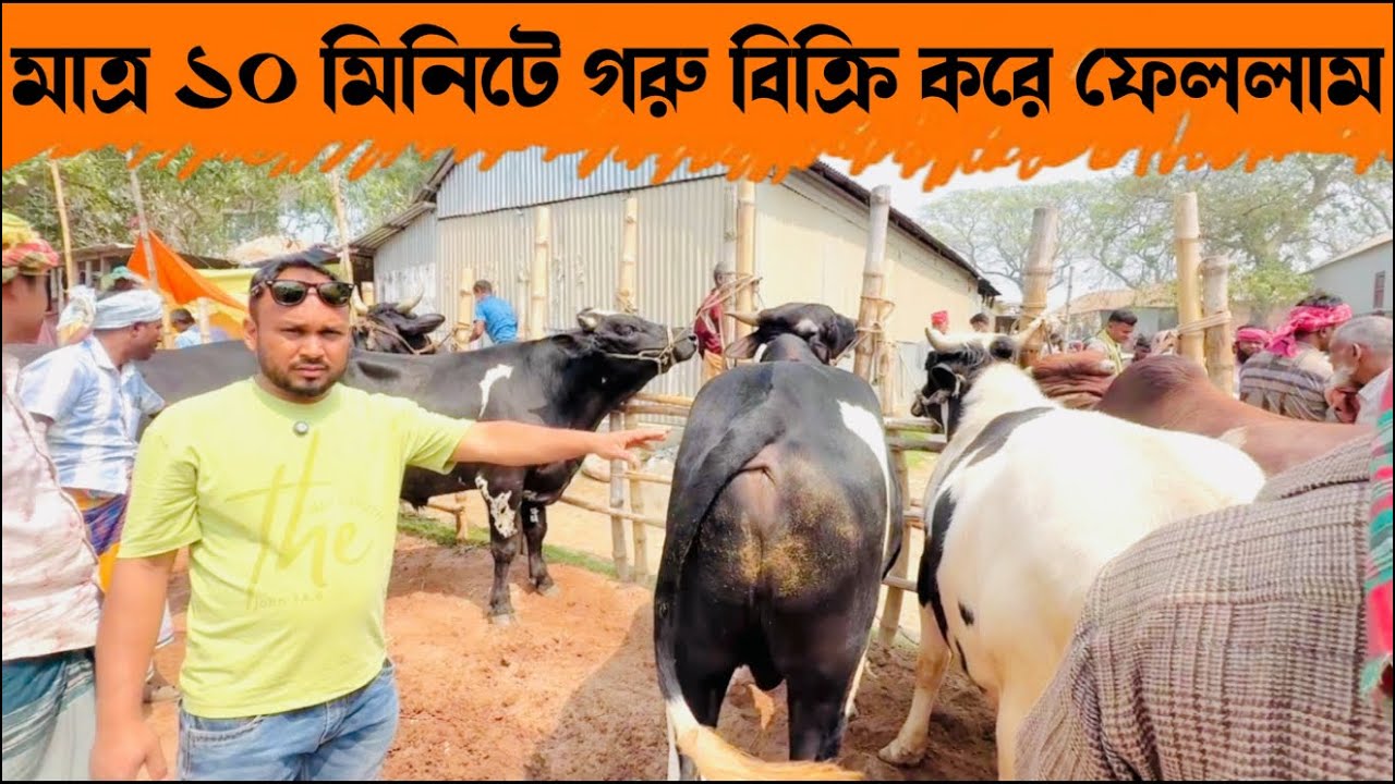 ২১২ - মাত্র ১০ মিনিটে গরু বিক্রি করে ফেললাম পুরোহাট হতবাক