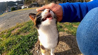 倉庫前でゴロンゴロン寝ていた三毛猫がモフられに来た
