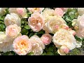 【4K】遅咲きのバラも咲き始めました♪ 京成バラ園 2023年5月11日 Keisei Rose Garden