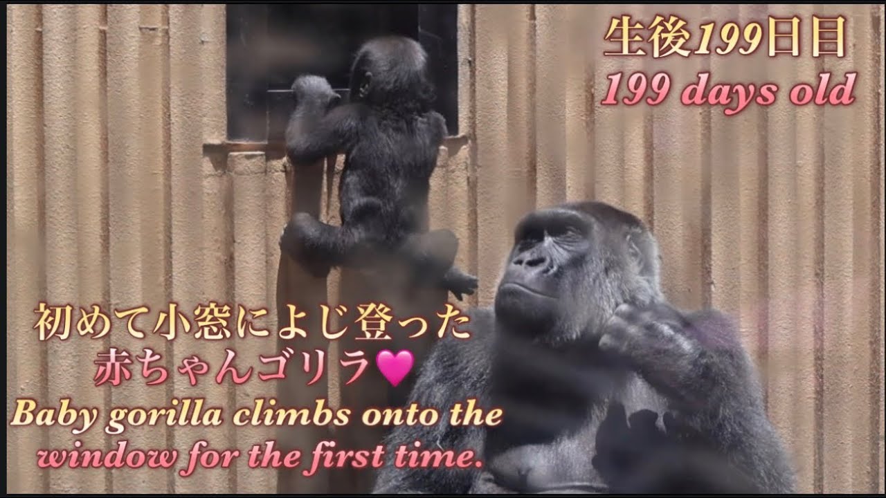 Gorilla⭐️ Genki was worried about her baby hanging from the