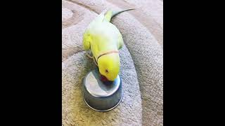 Ожереловый Попугай Валера бешеный.#parrot #bird #animal #talking
