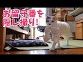 お留守番中の猫ぽてとを隠し撮りしてみたら興味深い行動が明らかに！