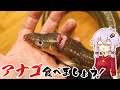 結月ゆかりのお腹が空いたのでVol.35「穴子食べましょう」