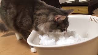 雪を食べる猫 ノルウェージャンフォレストキャットEat snow.Norwegian Forest Cat.