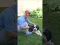 Who Let The Dogs Out? 🐕 Meet A Furry Friend With Blippi #kids #shorts