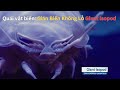 Quái vật biển: Gián Biển Khổng Lồ Giant Isopod - Sinh vật biển Chân giống khổng lồ dưới Đại Dương