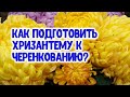 Как подготовить хризантему в черенкованию? Технология размножения хризантем черенками весной