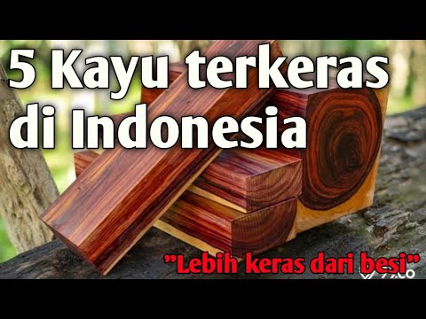 Video: Apakah cemara termasuk kayu lunak atau kayu keras?