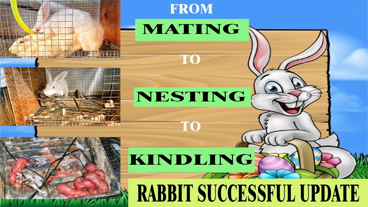 Rabbit Mating, Nesting , kindling (Goal Achieve) - YouTube