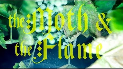 The Moth & The Flame - Holy War (Official Video)