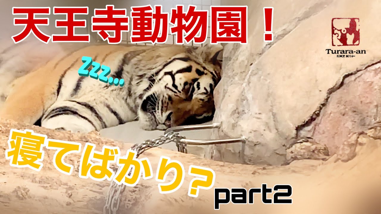 寝てばかり 天王寺動物園へ Part 2 Youtube