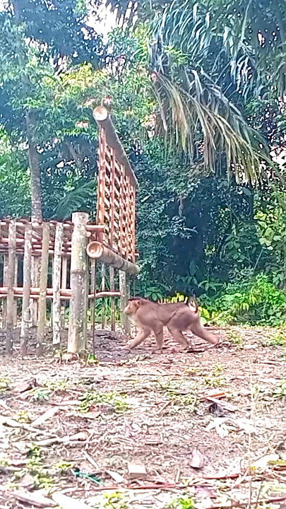 🔴The second a monkey fell into the trap