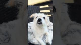 Snaggletoothed Mountain Creature#doglife #dog #ouachitamountainliving