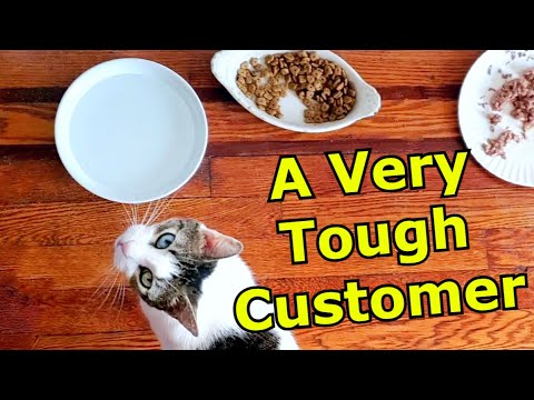 My Picky Cat Reviews Her New Cat Food (Max Cat & Wild Harvest) - YouTube