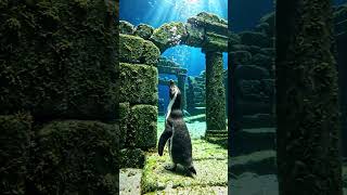 #PenguinAnimation  - #AIArtVideo  l#PenguinInWater  - #DigitalWildlife