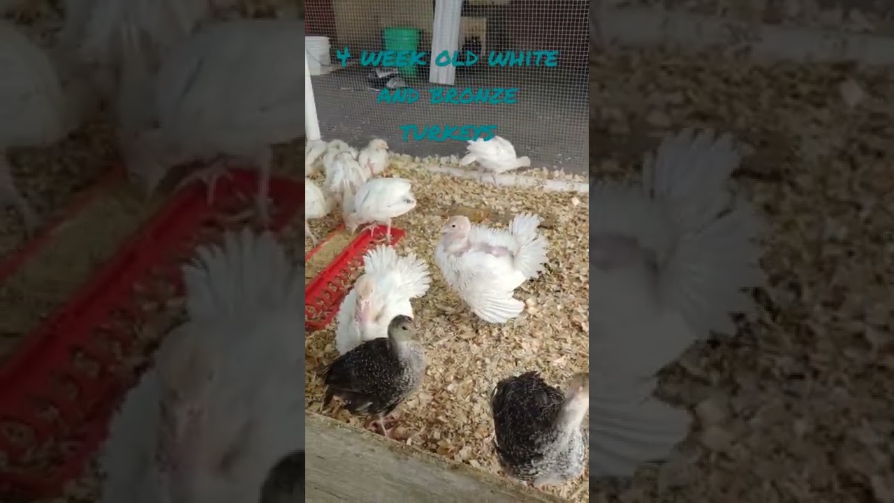 four week old white and bronze turkeys