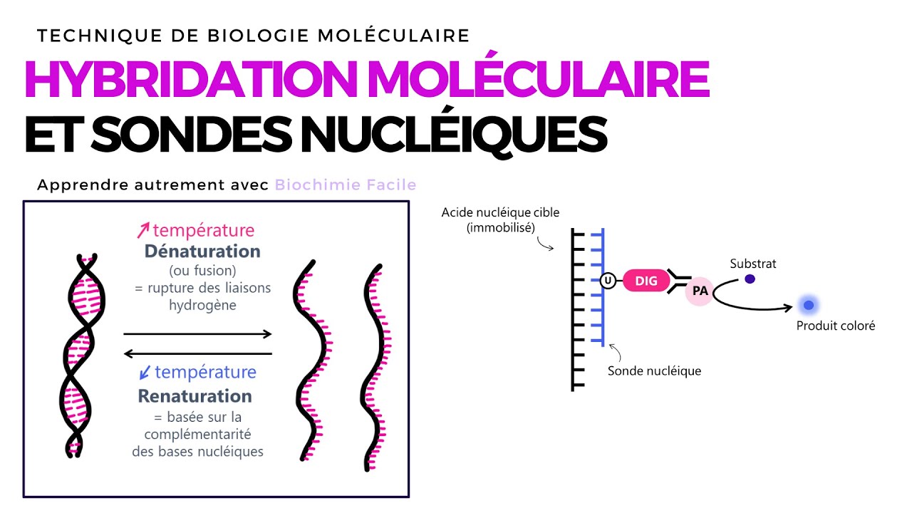 HYBRIDATION MOLÉCULAIRE ET SONDES NUCLÉIQUES | Biochimie Facile