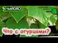 ВСЕ ОГУРЧИКИ ЗАВЯЖУТСЯ ПУЧКАМИ, если НЕ ПРОПУСТИТЬ ЭТИ СИМПТОМЫ. РАННИЕ СИГНАЛЫ ОГУРЦА о ДЕФИЦИТЕ.