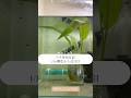【ベタ育児日記 1/16 孵化から52日目】 #ベタ繁殖 #ベタ飼育 #アクアリウム