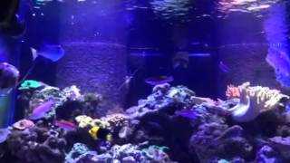 Joculator angelfishes