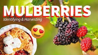 Mulberries: Identification, Harvesting, & Uses