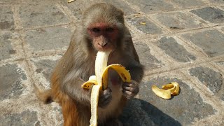 monkey eat banana