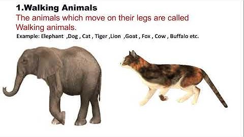STATE - 2nd std EVS Lesson - 1 Introduction of Animals