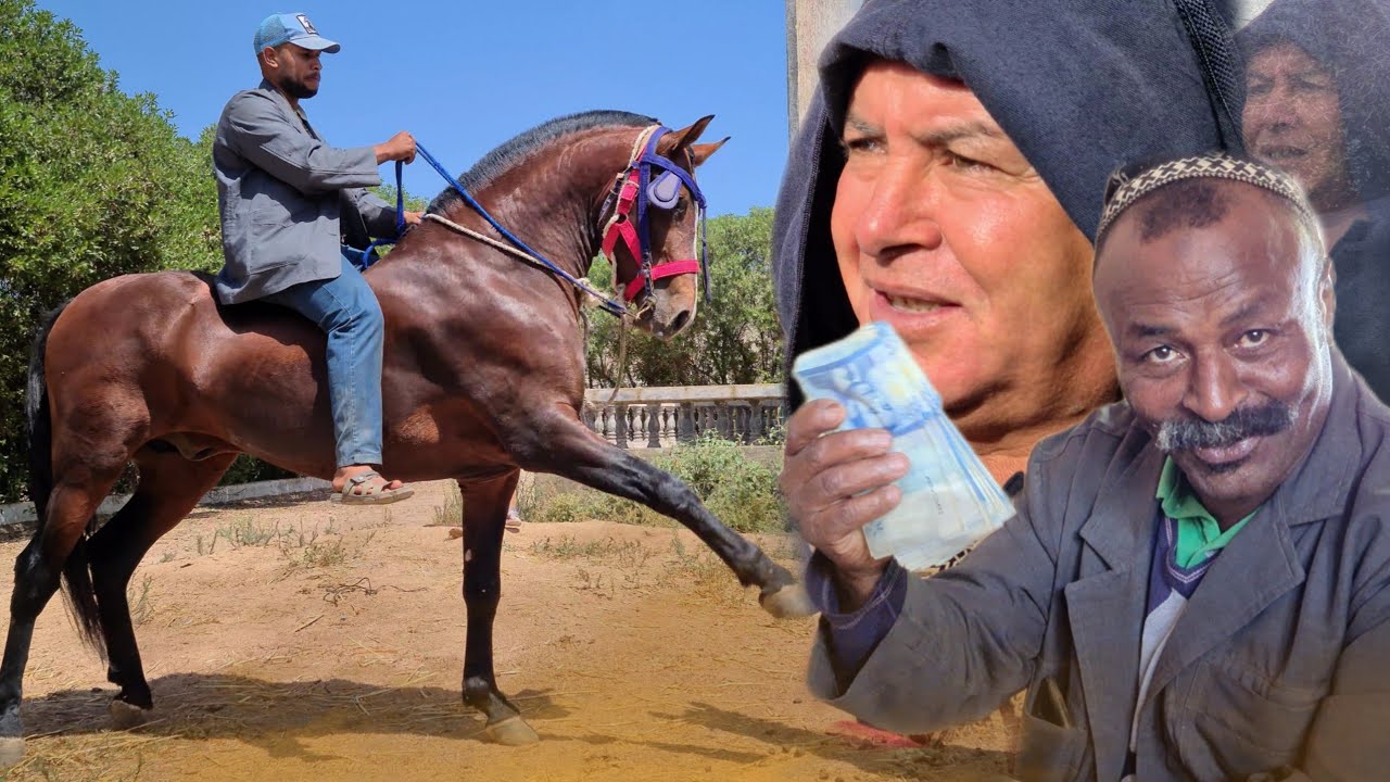 طريقة بيع الخيول الملكية عند بدريس. 🤔نشوفو جميع التفاصيل😍 