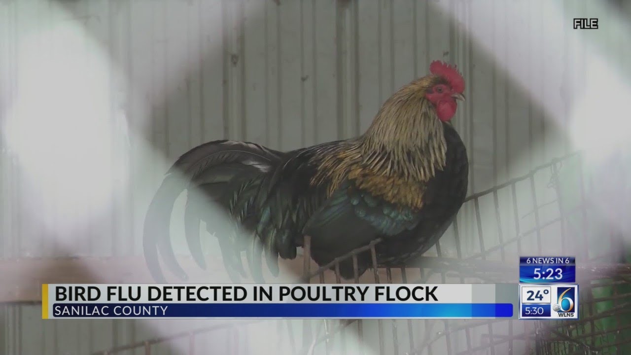 Bird Flu Detected in Poultry Flock - YouTube