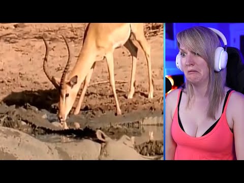15 Times Wild Crocodile Attacks Caught On Camera Part 2 | Pets House