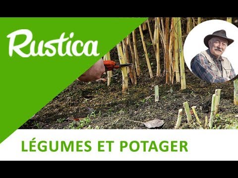 Vidéo: Préparer les asperges pour l'hiver - Les asperges ont-elles besoin d'une protection hivernale ?