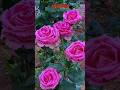 Jee Na Lage Bin Tere Yaara | Different Type Of Roses🌹#shorts #nature #garden #trending #villagelife