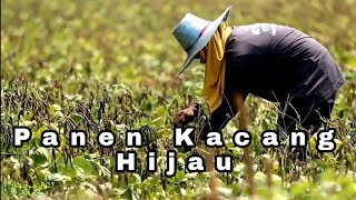 Panen Kacang Hijau Panen Kacang Hijau