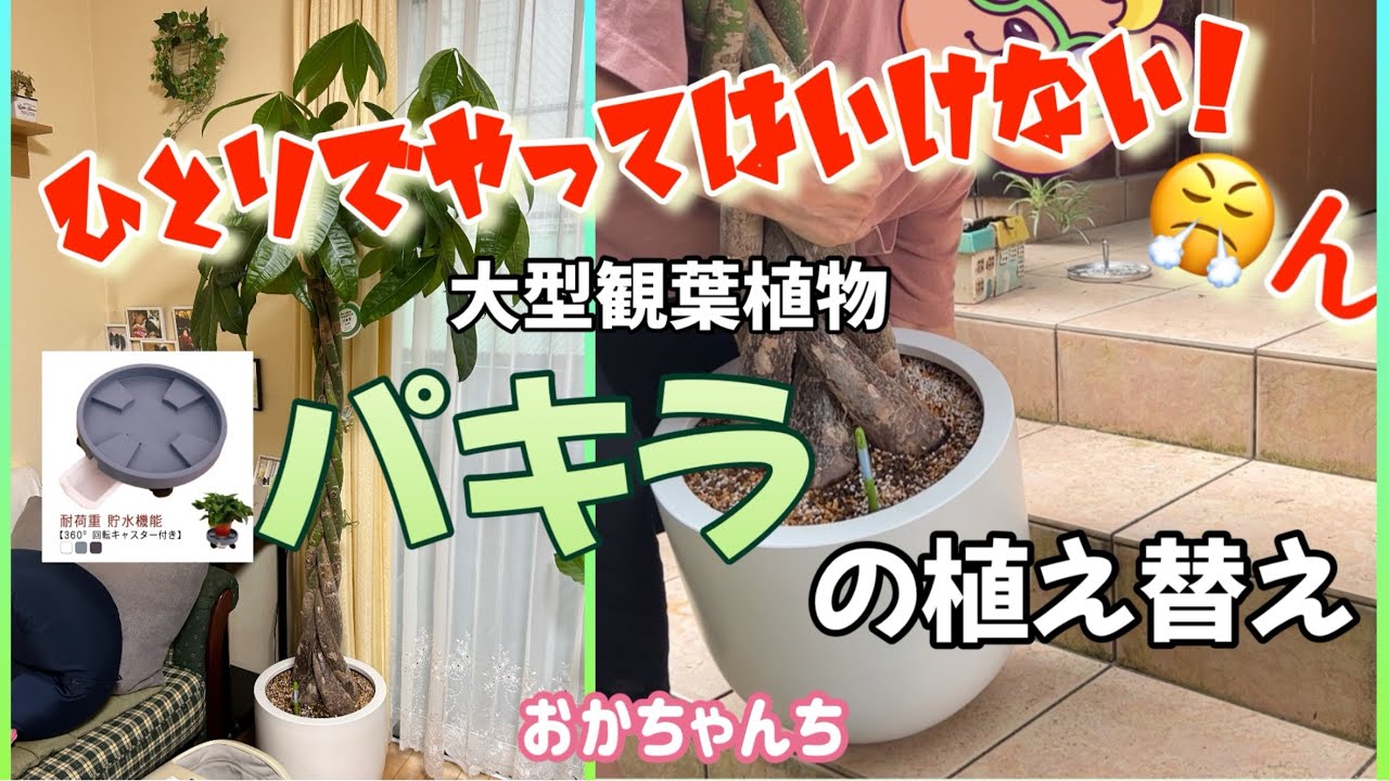 おかちゃんち】大型観葉植物（パキラ）の植え替え。軽めのファイバー鉢
