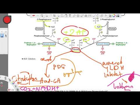 ბიოქიმია ნაწილი 1 : გლიკოლიზი