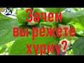 Зачем вы режете хурму?