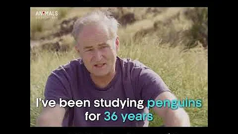 Penguin interrupts TV interview 😂