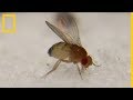 Este hongo convierte en zombis a las moscas de la fruta | National Geographic en Español