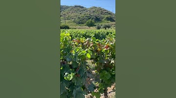 Where the Grapes Meet the Greek Sun ☀️🍇 #Koskina #greece #grapevine #grapetree #greecegr #grape