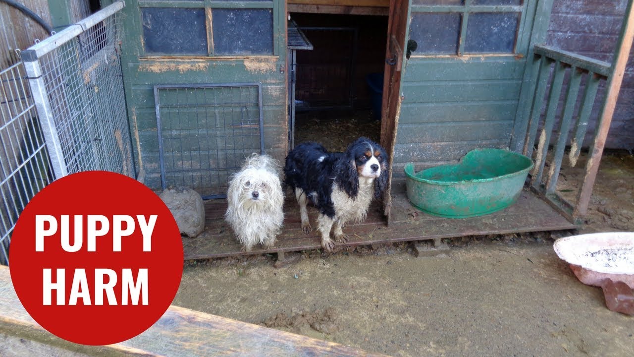 save the world Dogs and cats found living in rabbit hutches on puppy farm